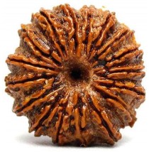 Rudraksha